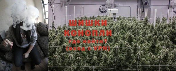 сатива Грязовец